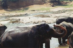 Pinnawela asilo elefanti 2.jpg